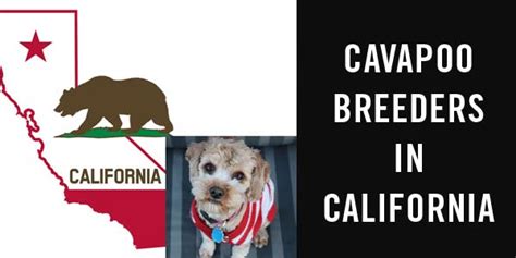 Breeders.net has not screened the listed breeders and. Cute Cavapoo Puppies For Sale Uk Manchester - l2sanpiero