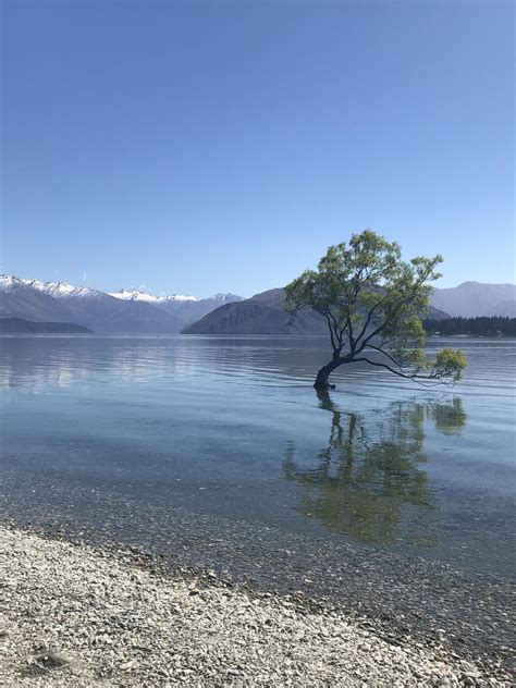 A Lone Tree In The Wanaka Lake New Zealand Rpics