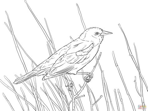 red wing blackbird drawing - Google Search | Red wing blackbird, Black