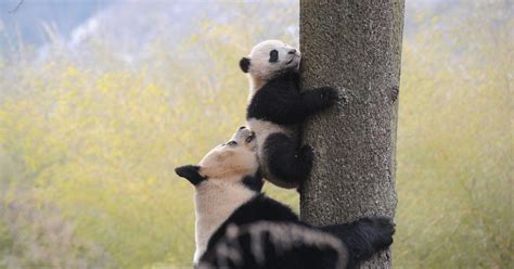The Giant Panda Is No Longer Listed As Endangered Huffpost