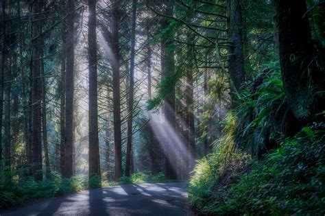 Sunlight Streaming Through The Trees In The Forest Along T Flickr