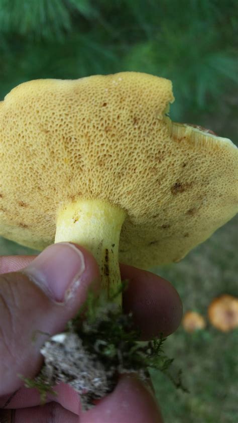 Boletes Edible Mushroom Hunting And Identification Shroomery