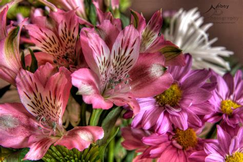 Hdr Flower 1 By Nebey On Deviantart