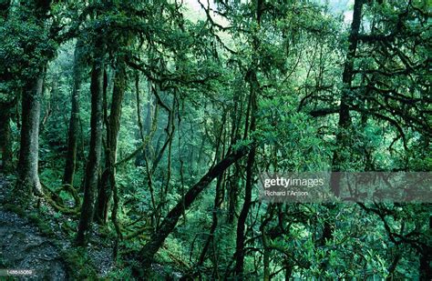 The Forest Above The Village Of Bakkhim In Sikkim High Res Stock Photo