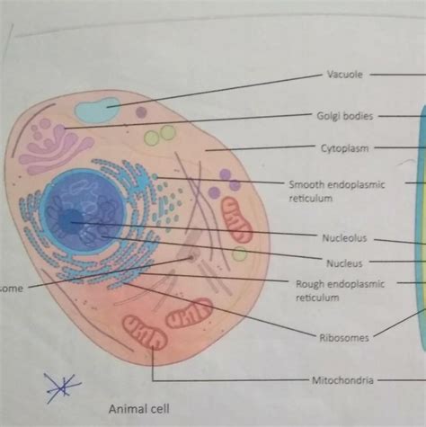 The unit of life by kasis02 (53.9k points). Draw a neat diagram of animal cell and label any three ...