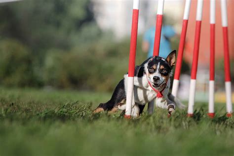 How to Train Your Dog to Run an Agility Course | Wag!