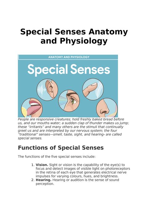 Function Of Special Senses Special Senses Anatomy And Physiology