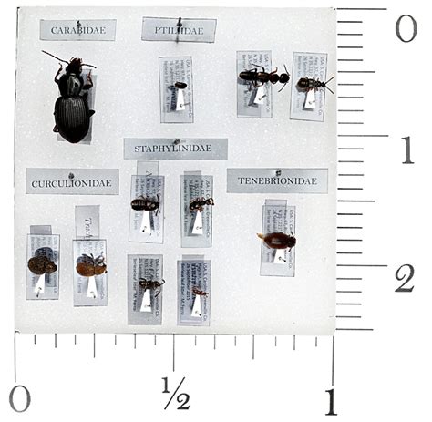 Imaging Collections Macroscopic Solutions Inspiring Discovery