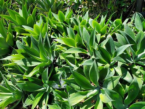 Know Your Agaves Botanica Curiosa