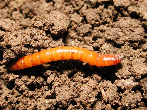 Vegetable Wireworm Umass Center For Agriculture Food And The