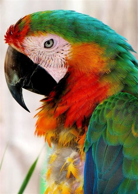 Earth Song Catalina Macaw By Lannie Possum Aves De Compañía Aves