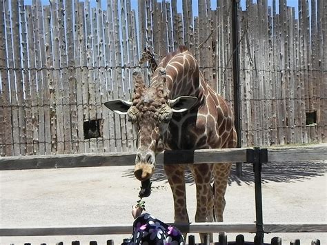 Granddaughter Feeding Giraffe At Abq Biopark Zoo By Lestnill On Deviantart