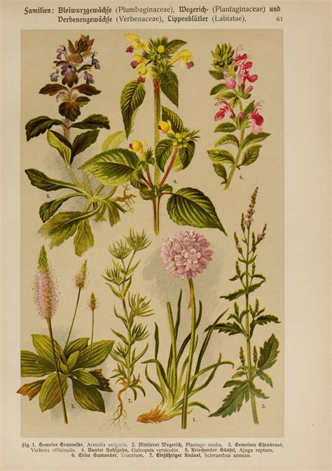 Herbs Assorted Circa 1911 Lithograph Herbs Illustration