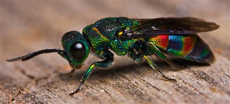 See Here Most Beautiful And Colourful Insects In The Worlds Hd