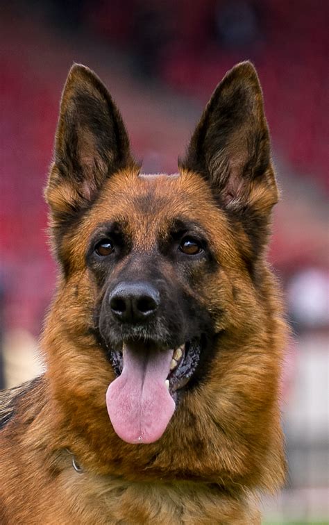 German Shepherd Face 15 Free Hq Online Puzzle Games On