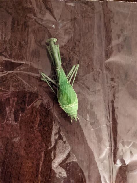 Pregnant Praying Mantis Rinsectpinning