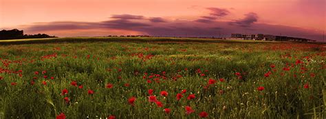 Free Download Hd Wallpaper Red Poppy Flower Field Sunset Pink