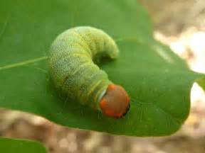 Green Caterpillar With Orange Head Erynnis Bugguidenet