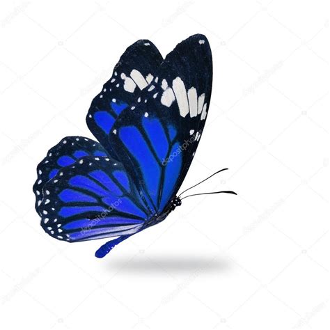 Beautiful Blue Monarch Butterfly Flying Isolated On White Background
