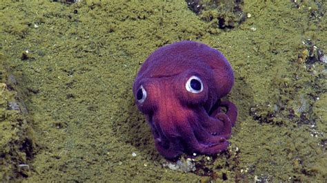 An Adorable Squid That Looks Like A Character From Finding Nemo Was