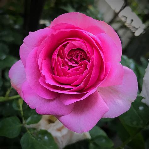 Piaget's latest collection opens the doors to a secret garden. 'Yves Piaget ' Rose Photo