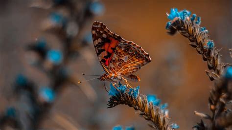 Wallpaper Spring Flower Butterfly