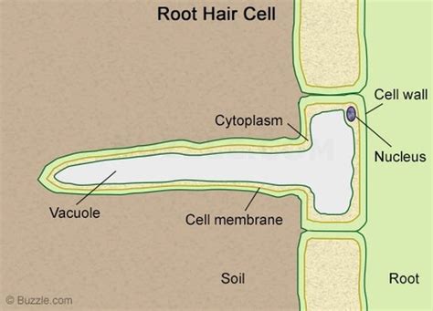 Labeled Diagram Of Root Hair Cell