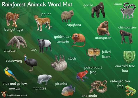 Rainforest Animals List A Z