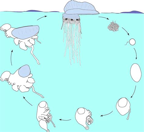 Filelifecycle Of The Portuguese Man Of Warpng Wikimedia Commons