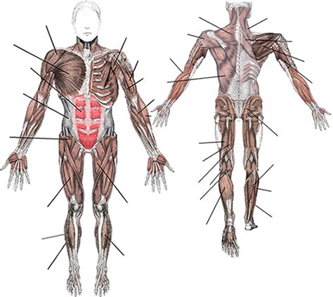 When a weak signal is sent by the central nervous system to contract a muscle, the smaller motor units, being more excitable than the larger. Labelled Muscular System Front And Back : Labeled Muscular System Vinyl Poster by Body Part ...