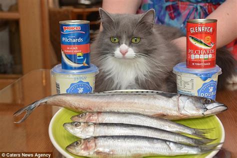 That doesn't mean you can't live with one. Munchkin the cat is allergic to fish, milk, chicken and ...