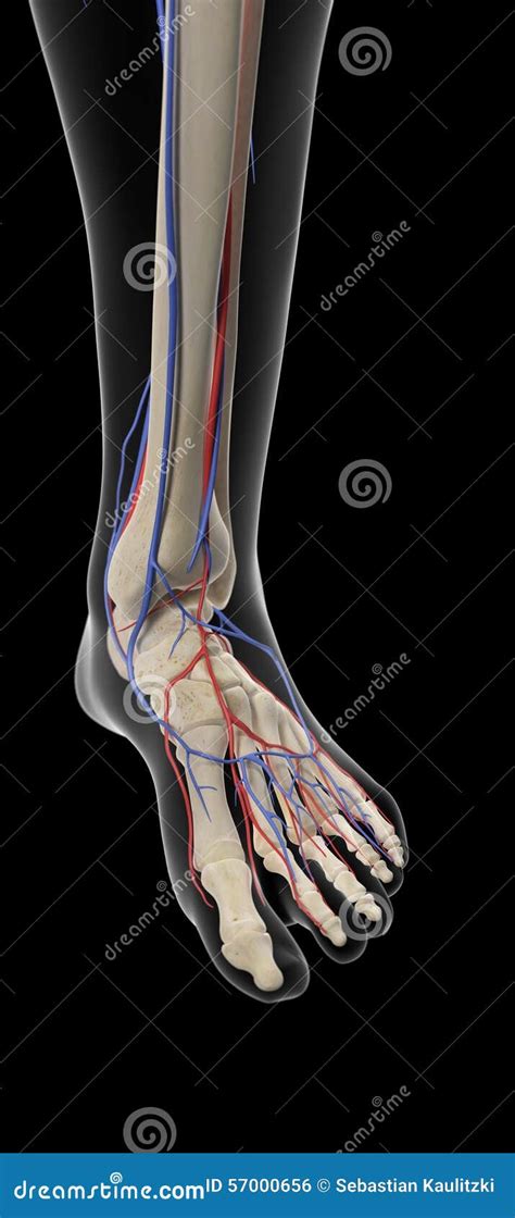 The Arteries And Veins Of The Foot Stock Illustration Image 57000656
