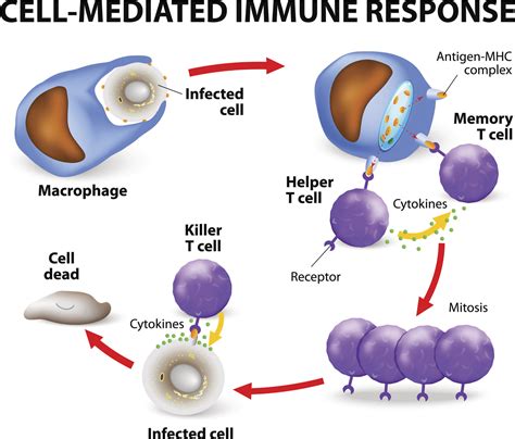 Lupus B Cells T Cells And The Immune System Kaleidoscope Fighting