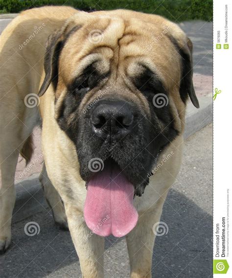 Antiguamente, estos canes eran empleados para las guerras y como perros guardianes por su gran lealtad. Perro Napolitano Del Mastín Imagen de archivo - Imagen de ...