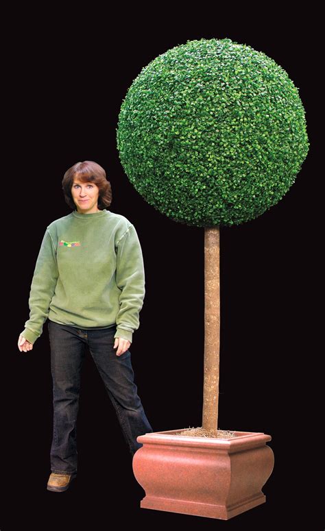 Artificial Sphere Topiary Treescapes And Plantworks