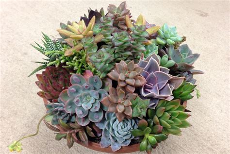 Learn how easy it is to propagate a gardenful of specimens with these easy instructions from gardener's the remaining stem of a healthy beheaded plant should grow new leaves in a compact grouping, making for a sturdier, more attractive plant. Succulent Bowl | Backbone Valley Nursery