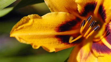 1080p HD Flower Wallpapers | HD Wallpapers | ID #5704