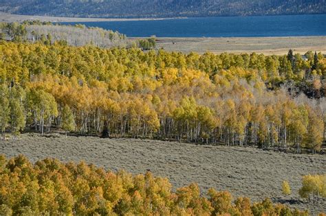 Utahs Pando Aspen Grove Is The Most Massive Living Thing Known On