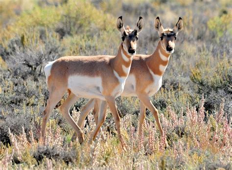 Desert mystery: Why have pronghorn antelope returned to Death Valley?
