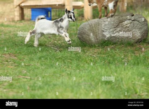 Goat Running Hi Res Stock Photography And Images Alamy