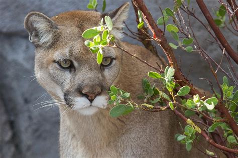 Wallpaper Cougar Puma Wild Cat Hd Widescreen High Definition