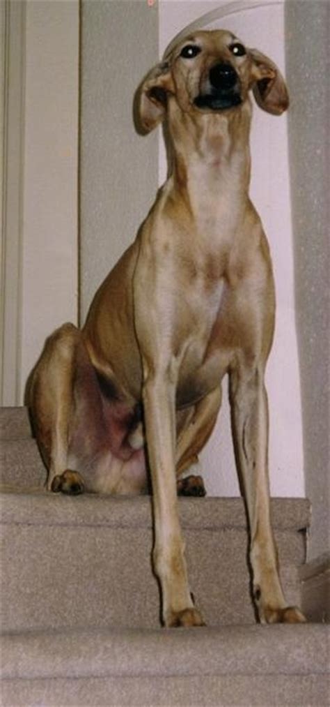 saluki greyhound dog breed information  pictures
