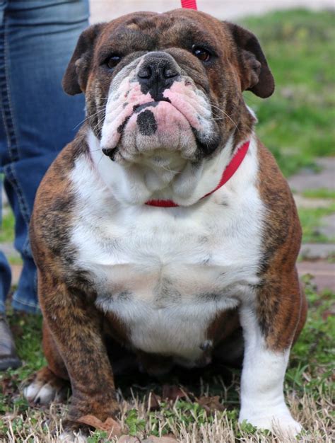 English Bulldog Older Puppy And Adults For Sale