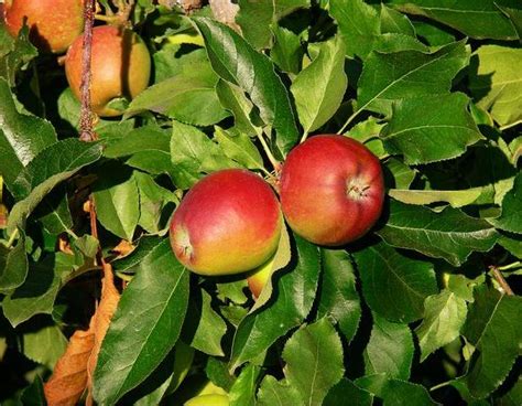 Apple Tree Leaves How To Identify
