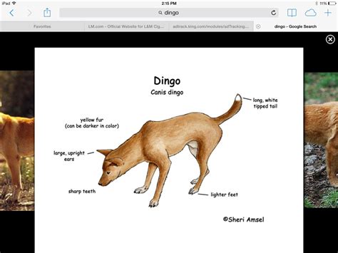 Pin By Ashley Parkhurst On Dingos Dingo Wild Dogs Australian Native