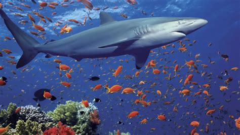 Ocean Shark Underwater World Exotic Fish Coral Desktop
