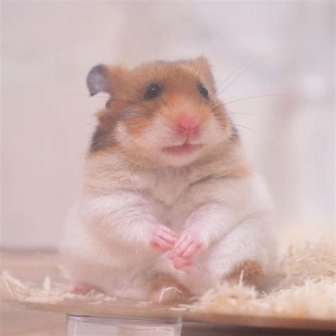 Hamsters ♡에 있는 Rayne님의 핀 귀여운 동물 햄스터 동물