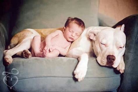 17 Best Images About Pitbulls And Kids On Pinterest