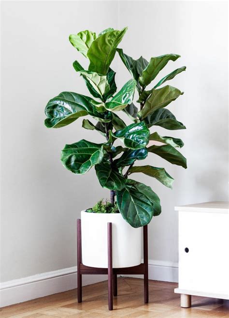 20cm la dypsis lutescens o areca è una pianta perenne piante alte e piante grasse, colorate oppure rare: Piante Da Appartamento Alte Immagini / Tre buoni motivi ...