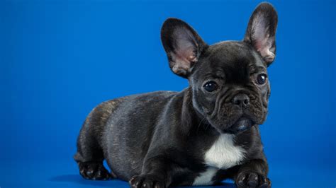 Tons of awesome 1080x1080 wallpapers to download for free. 1920x1080 Black French Bulldog Cute Puppy Laptop Full HD ...